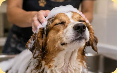 A happy dog with eyes closed being lathered in the bath