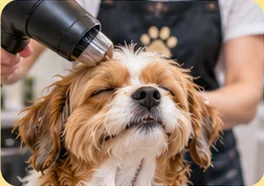 A spaniel enjoying a gentle blow dry in the grooming studio